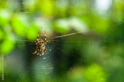 a spooky big spider close up or macro and the web on blurry green or garden background