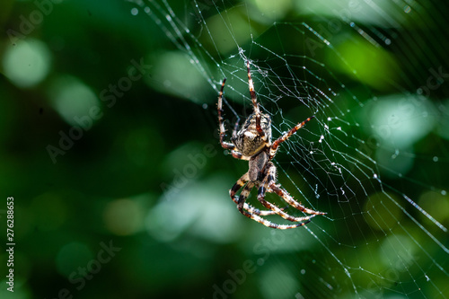 a spooky big spider close up or macro and the web on blurry green or garden background