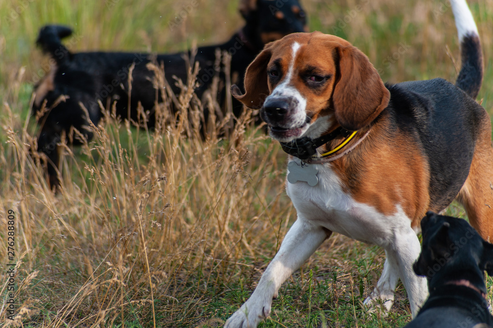 three hunting dogs - brown beagle, black dachshund and black pincher dog playing or training outside in field with dry yellow grass