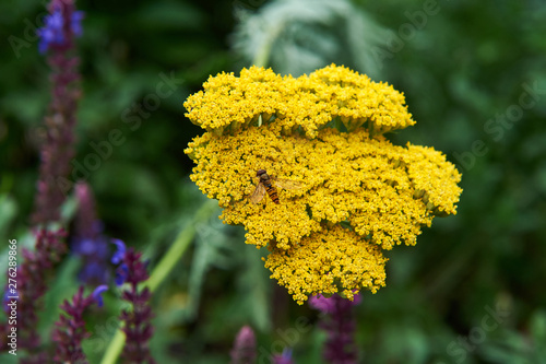 Blooming cultivar yarrow (Achillea filipendulina 'Coronation Gold') in the summer garden