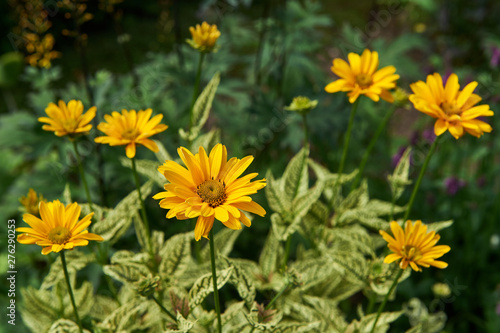 Pot Marigold in the summertime.