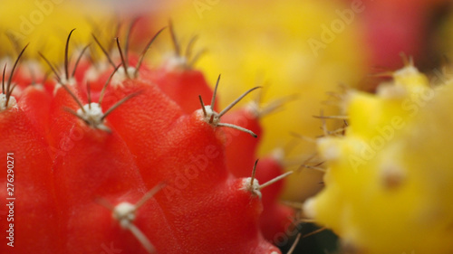 Cactus name is Gymno or Gymnocalycium mihanovichii. photo
