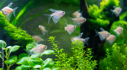 Bild auf Leinwand Small aquarium fish in the aquarium. Pets.
