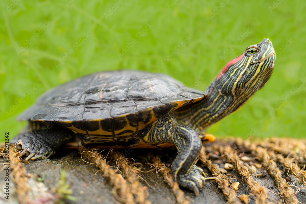 Freshwater turtles on the shore near the water. Freshwater turtles on the shore near the water.