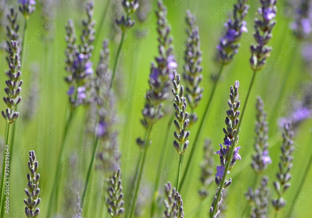 Fototapeta premium Selective focus background of lavender stalks