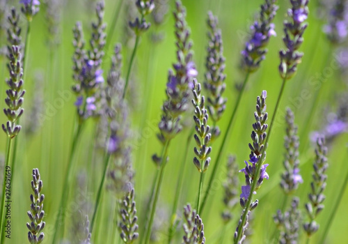 Selective focus background of lavender stalks © Cohncentric