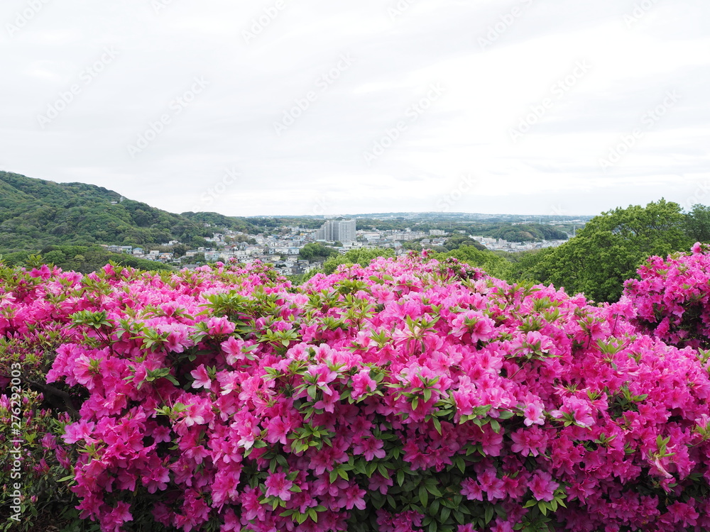 the azalea flower garden the azalea flower garden