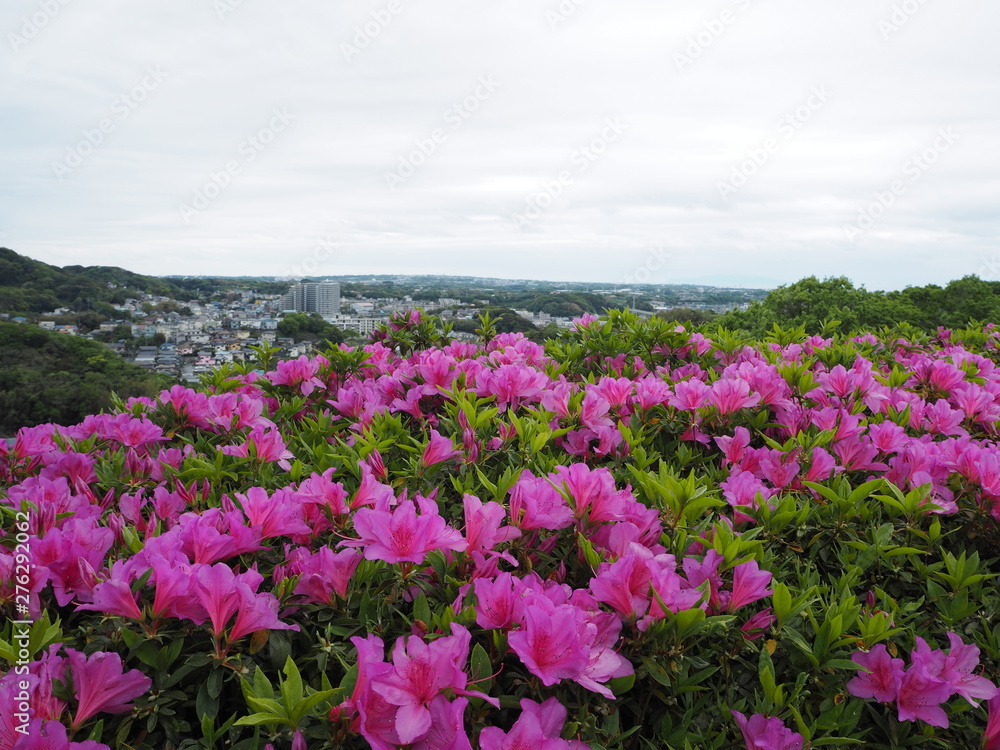 the azalea flower garden