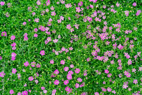 Small beautiful flowers in the summer in the field. © sandipruel