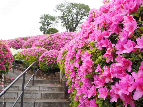 the azalea flower garden