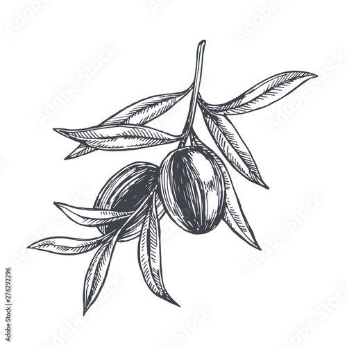 Vector vintage botanical illustration of olive branch in engraving style. Hand drawn sketch of plant with fruits isolated on white