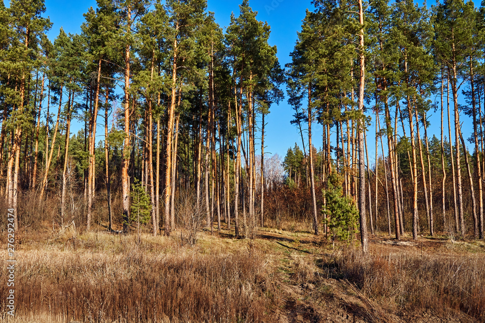 the edge of the pine forest in the sun the edge of the pine forest in the sun