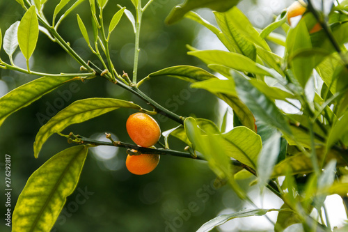 Ripe fruits and foliage of oval kumquat or Nagami kumquat (Citrus margarita or Fortunella margarita) photo