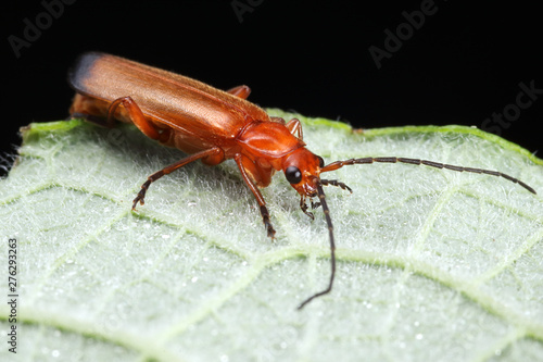 Rhagonycha fulva photo