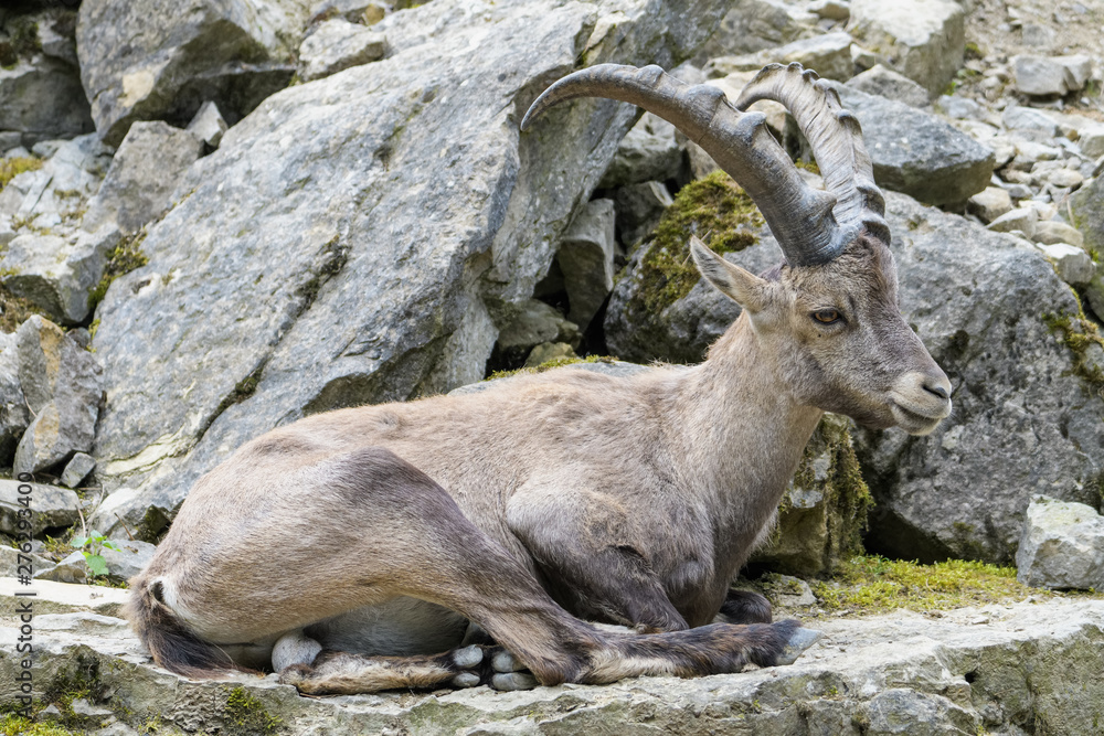 Closeup of an alpine ibex