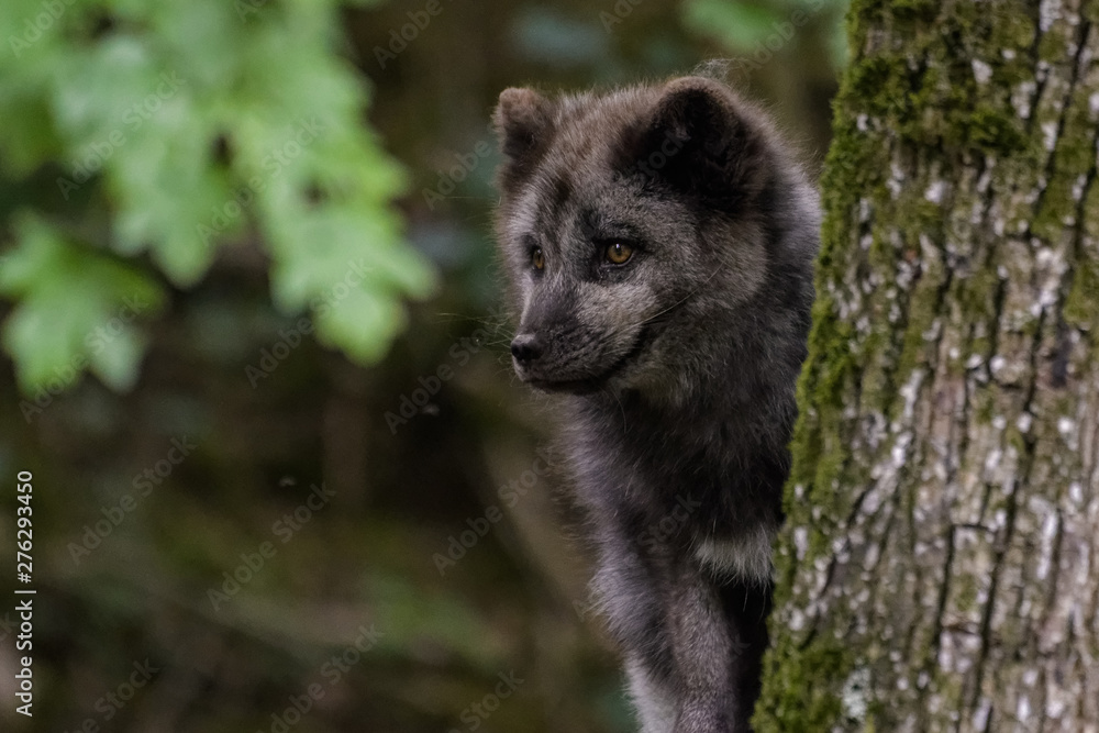 Arctic fox with summer fur hiding behind a tree Arctic fox with summer fur hiding behind a tree