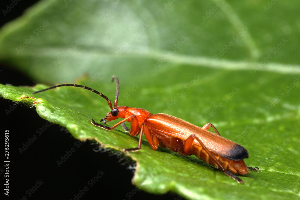 Fototapeta premium Rhagonycha fulva