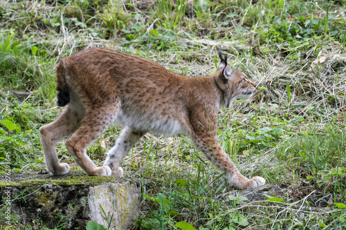 European lynx looking for prey