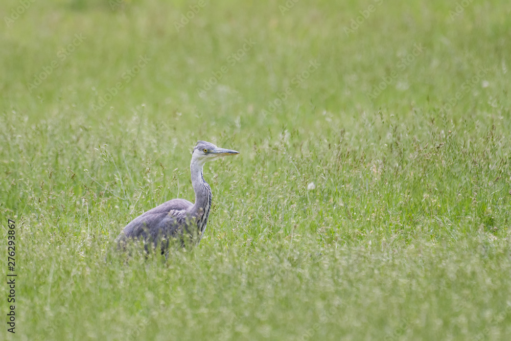 Fototapeta premium Grey heron looking for prey in a meadow
