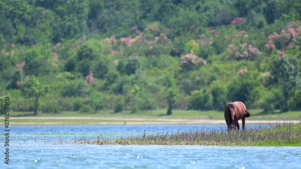 Chestnut horse grazing on the shore of a large lake. Chestnut horse grazing on the shore of a large lake.