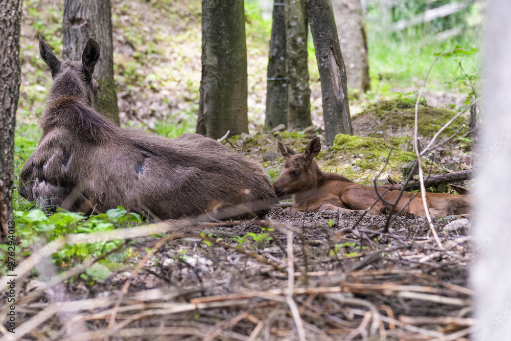 Moose calf with its mother in a forest Moose calf with its mother in a forest