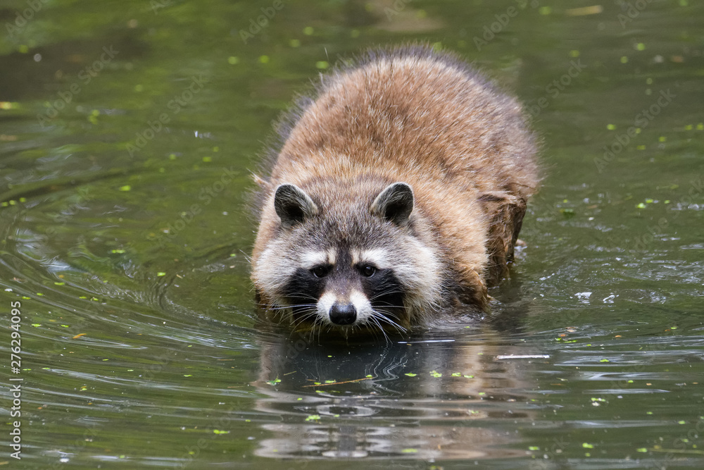 Fototapeta premium Raccoon looking for food in a lake