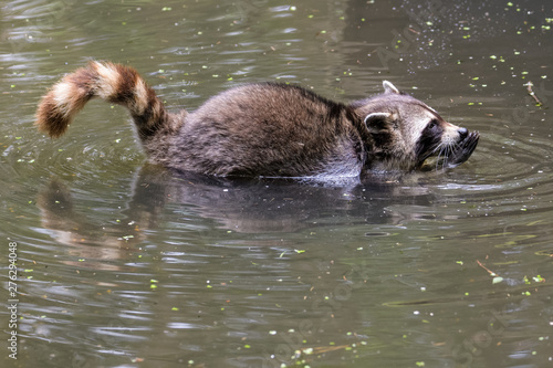 Raccoon looking for food in a lake