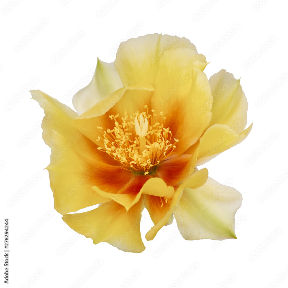 Cactus flower, Indian fig. Isolated on white. Opuntia ficus indica.