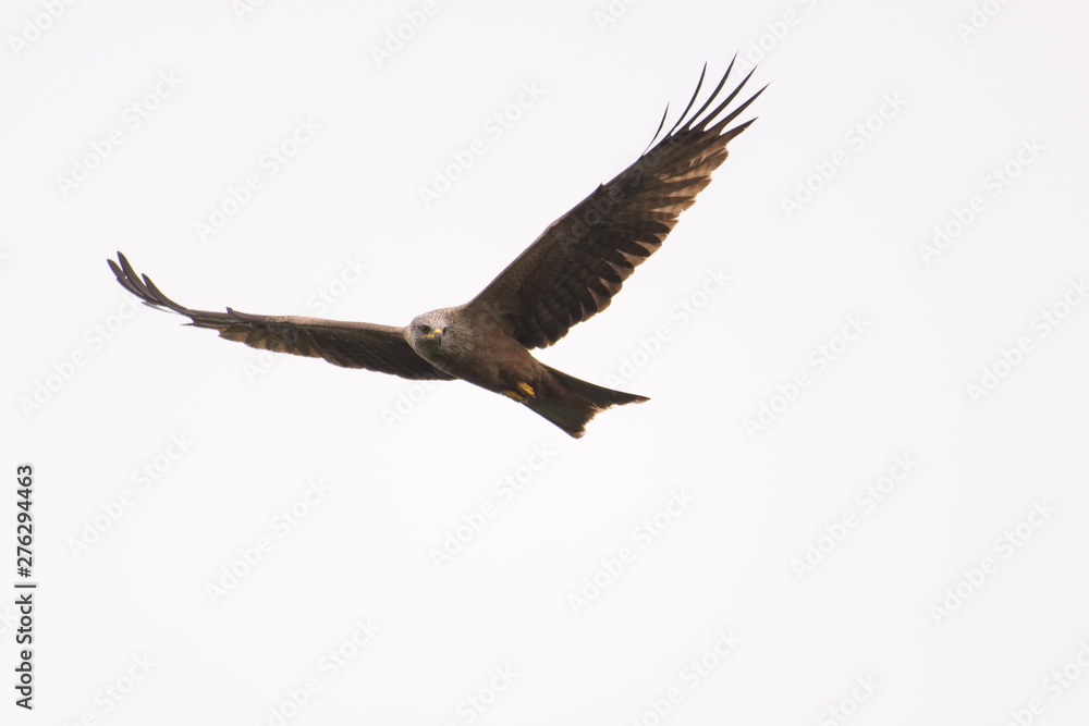 Fototapeta premium Black kite looking for prey while soaring in the sky