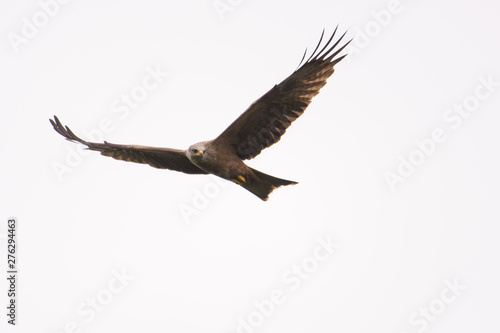 Black kite looking for prey while soaring in the sky