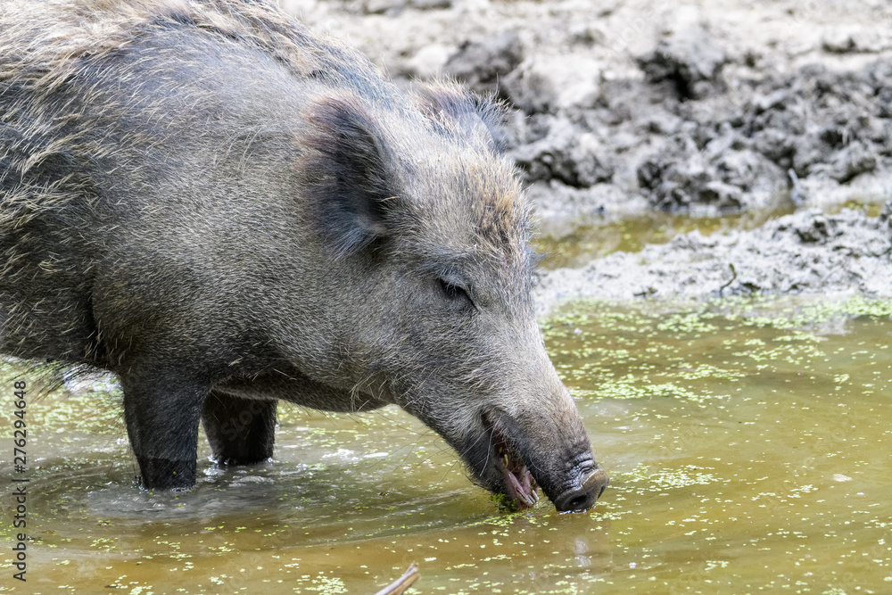 Wild boar looking for food in a mud puddle Wild boar looking for food in a mud puddle