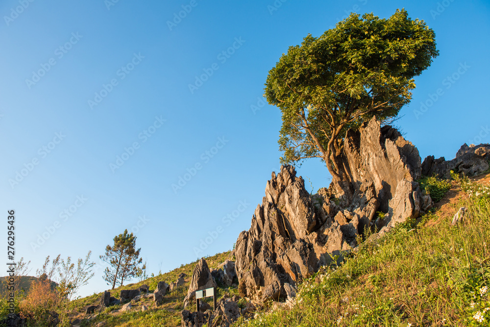 Beautiful stone forest of odd shaped stones and rocks on Doi Pha Tang a high mountain cliff over Thai-Laotian border an area is one of the most stunning place in Chiang Rai province, Thailand. 