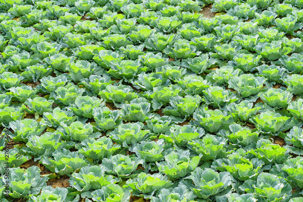 Closeup of organic green lettuce growing in a field.