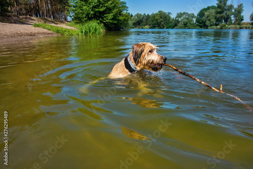 Dog briard swims with fetch in lake.