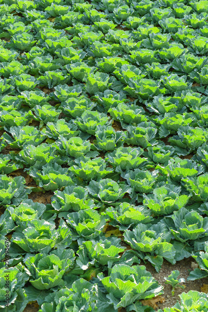 Closeup of organic green lettuce growing in rows.