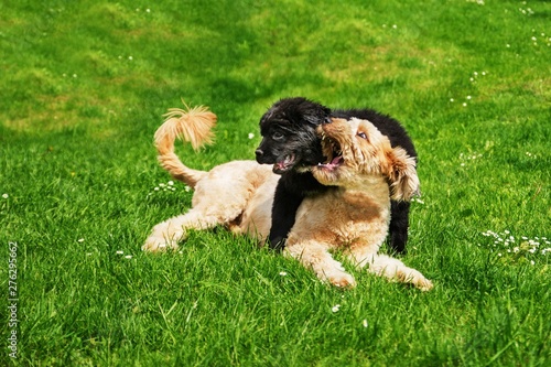 Two puppies playing on grass. photo