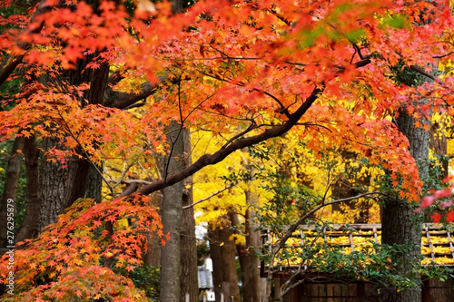 日本庭園のカラフルな秋の紅葉