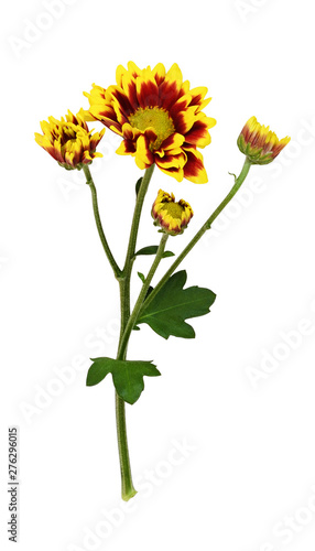 Branch of yellow and red chrysanthemum flowers
