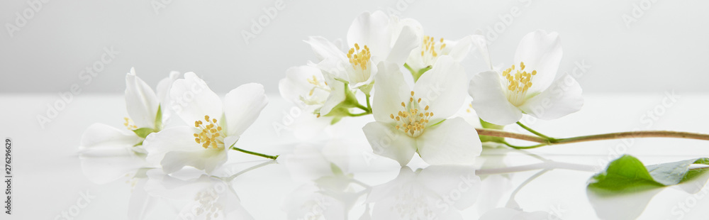 Fototapeta panoramic shot of jasmine flowers on white surface