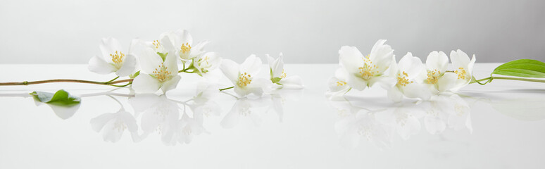 panoramic shot of jasmine flowers on white surface