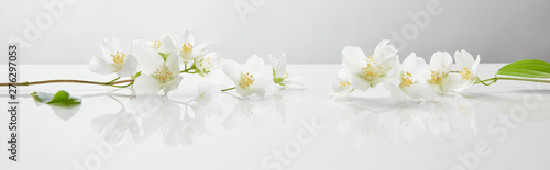 Fotografia, Obraz panoramic shot of jasmine flowers on white surface