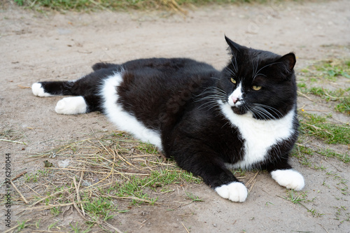 Black and white cat lying on the trail on a summer day. Close-up. Portrait of a cat black and white color