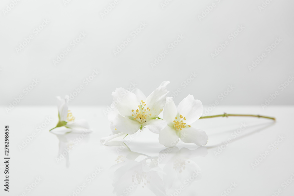 fresh and natural jasmine flowers on white surface fresh and natural jasmine flowers on white surface
