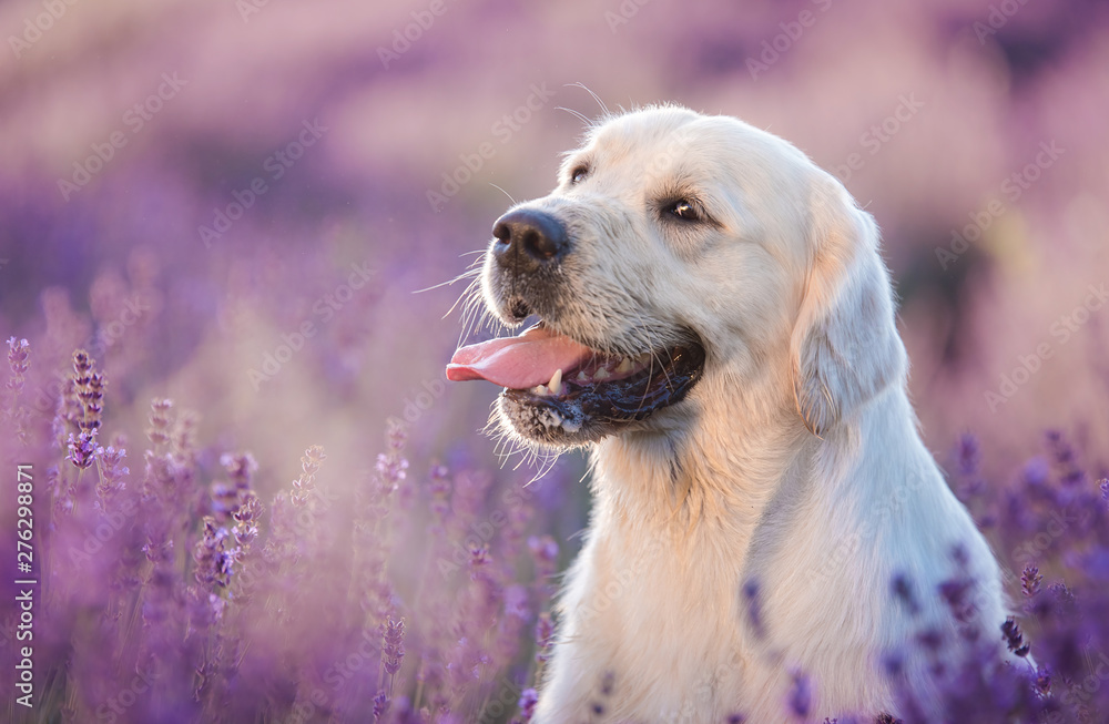 Golden retriever dog in the lavender field