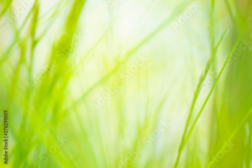 Green bright grass background