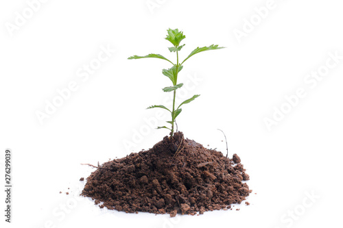 Green sprout growing out from soil isolated on white background