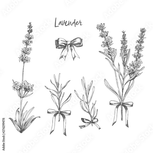 Set of hand drawn sketch of Lavender flower and cute bows isolated on white background. France provence retro pattern for romantic fresh design concept. Natural lavander
