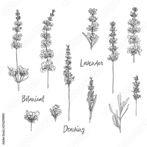 Set of hand drawn sketch of Lavender flower and cute bows isolated on white background. France provence retro pattern for romantic fresh design concept. Natural lavander