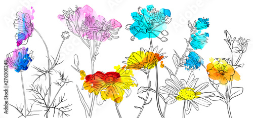 Fototapeta Naklejka Na Ścianę i Meble -  vector drawing flowers