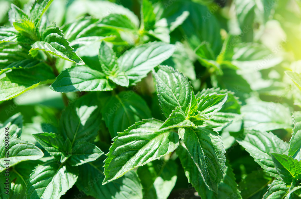Green mint plant in growth at vegetable garden. - Image Green mint plant in growth at vegetable garden. - Image